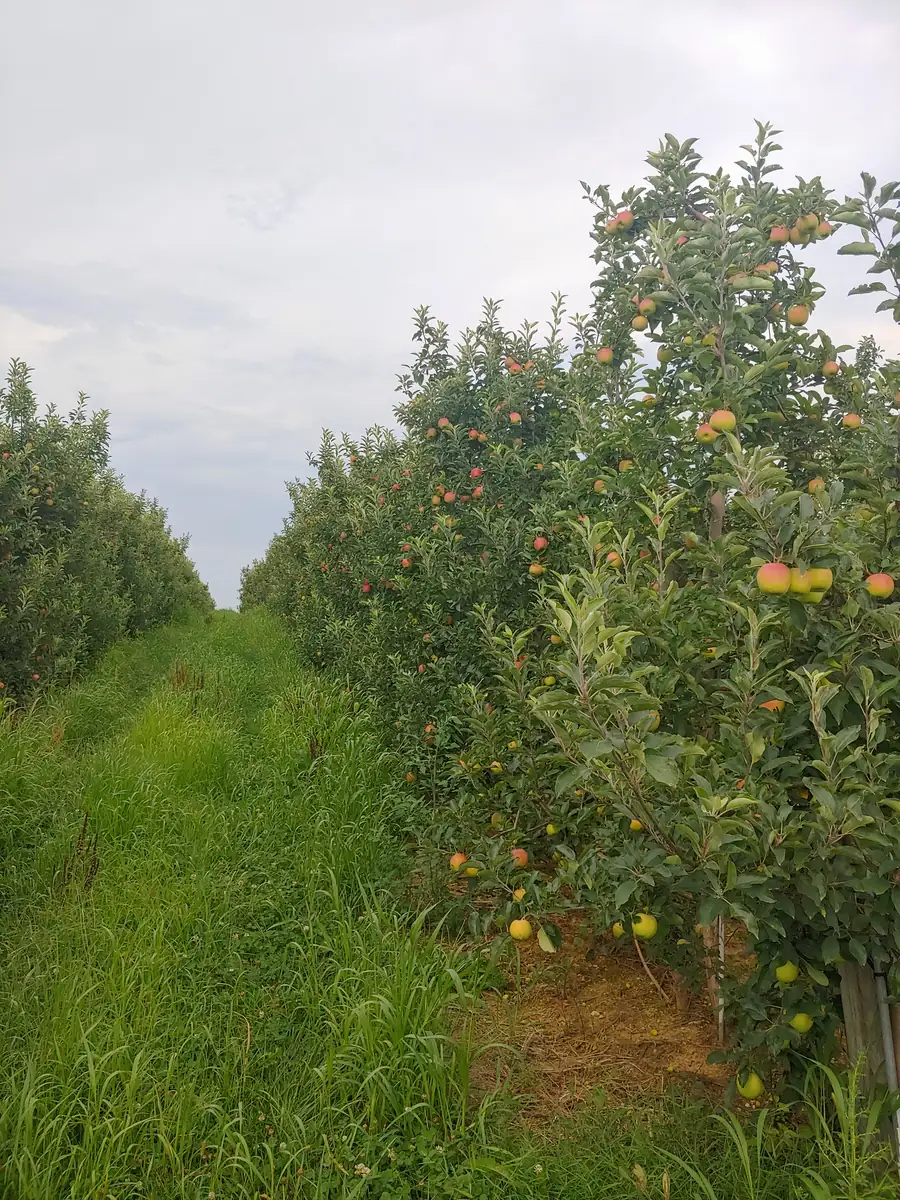 Pro-Soil treated: Apple orchard