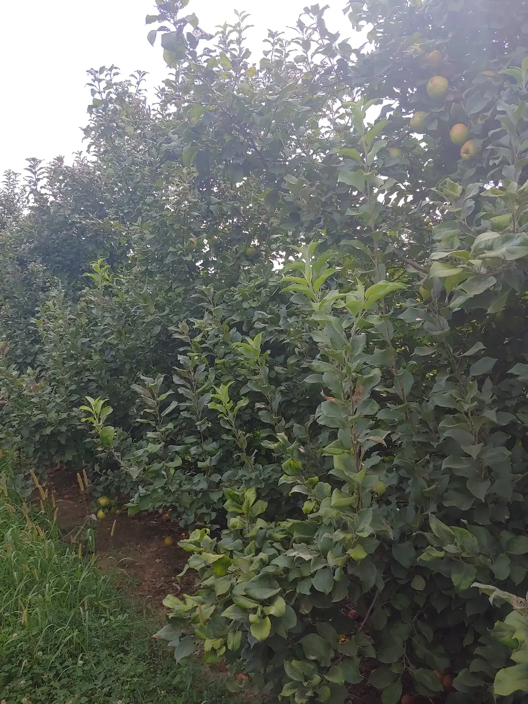 Untreated: Apple orchard