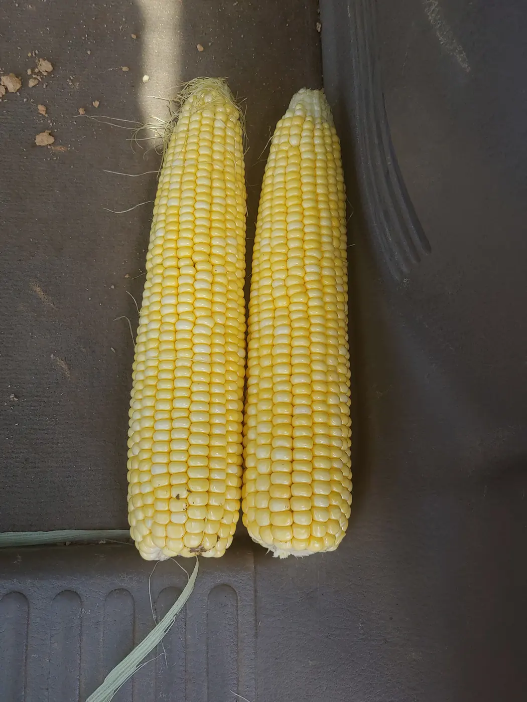 Corn ears · Maryland 2019