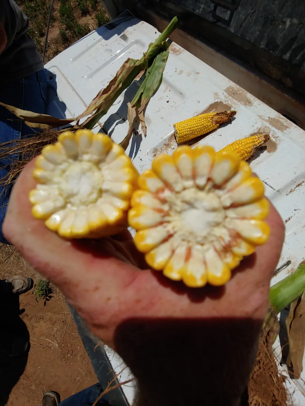 Irrigated corn ears · Oklahoma 2018