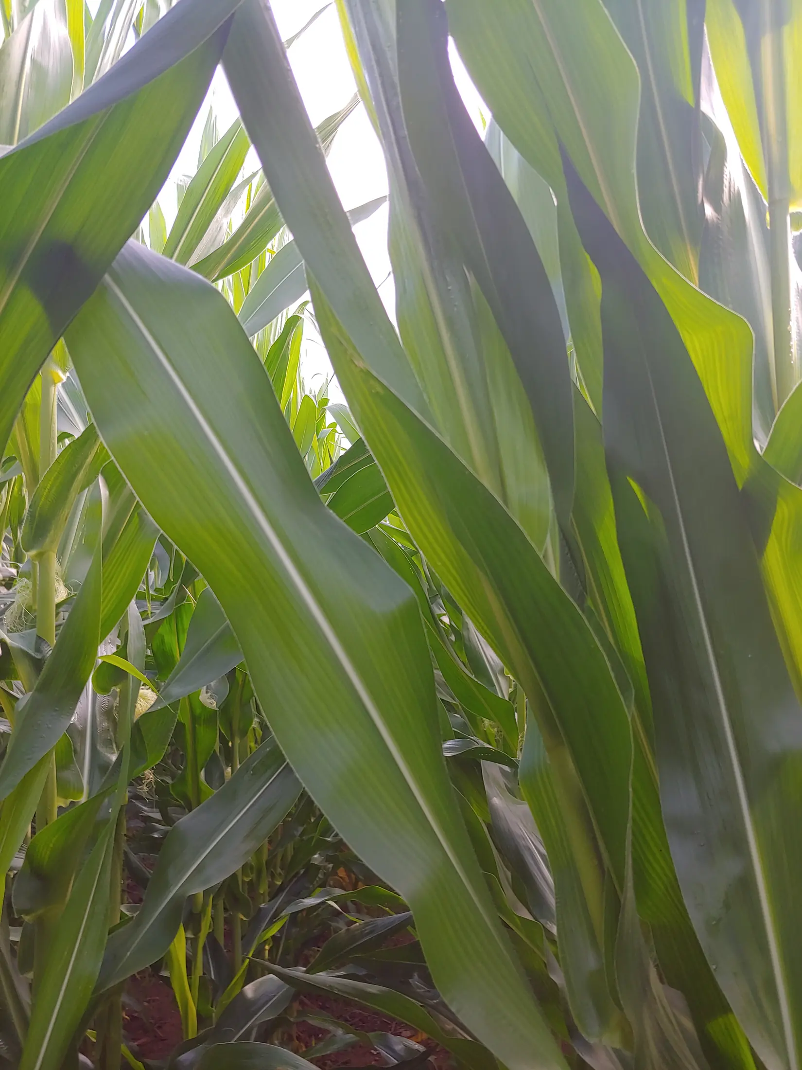 Non-GMO corn, no insecticide or fungicide · Pennsylvania 2019