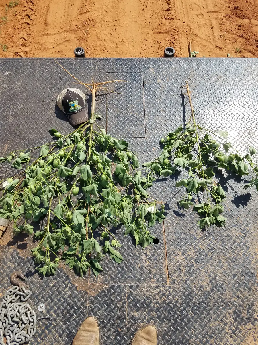 Cotton plant comparison · Texas 2017