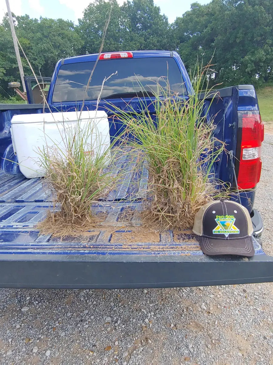 Little bluestem comparison · Oklahoma