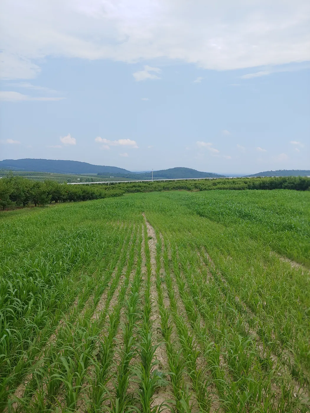 Orchard carbon example · Pennsylvania 2019