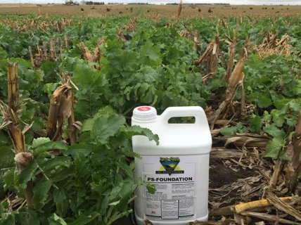 PS-Foundation jug in a field of cover crop