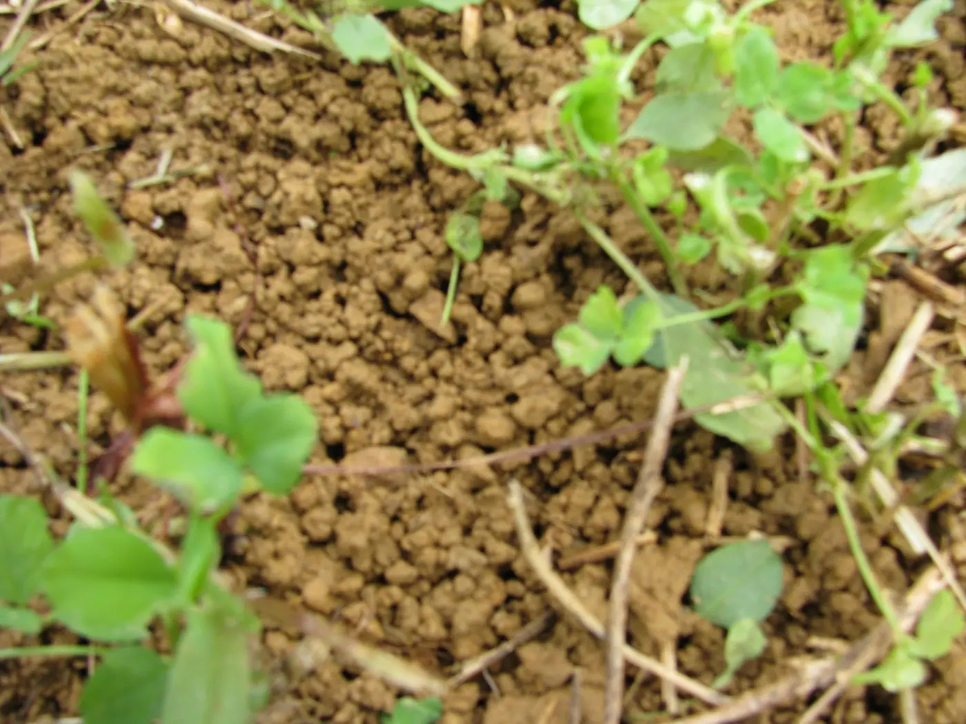 Soil structure close-up