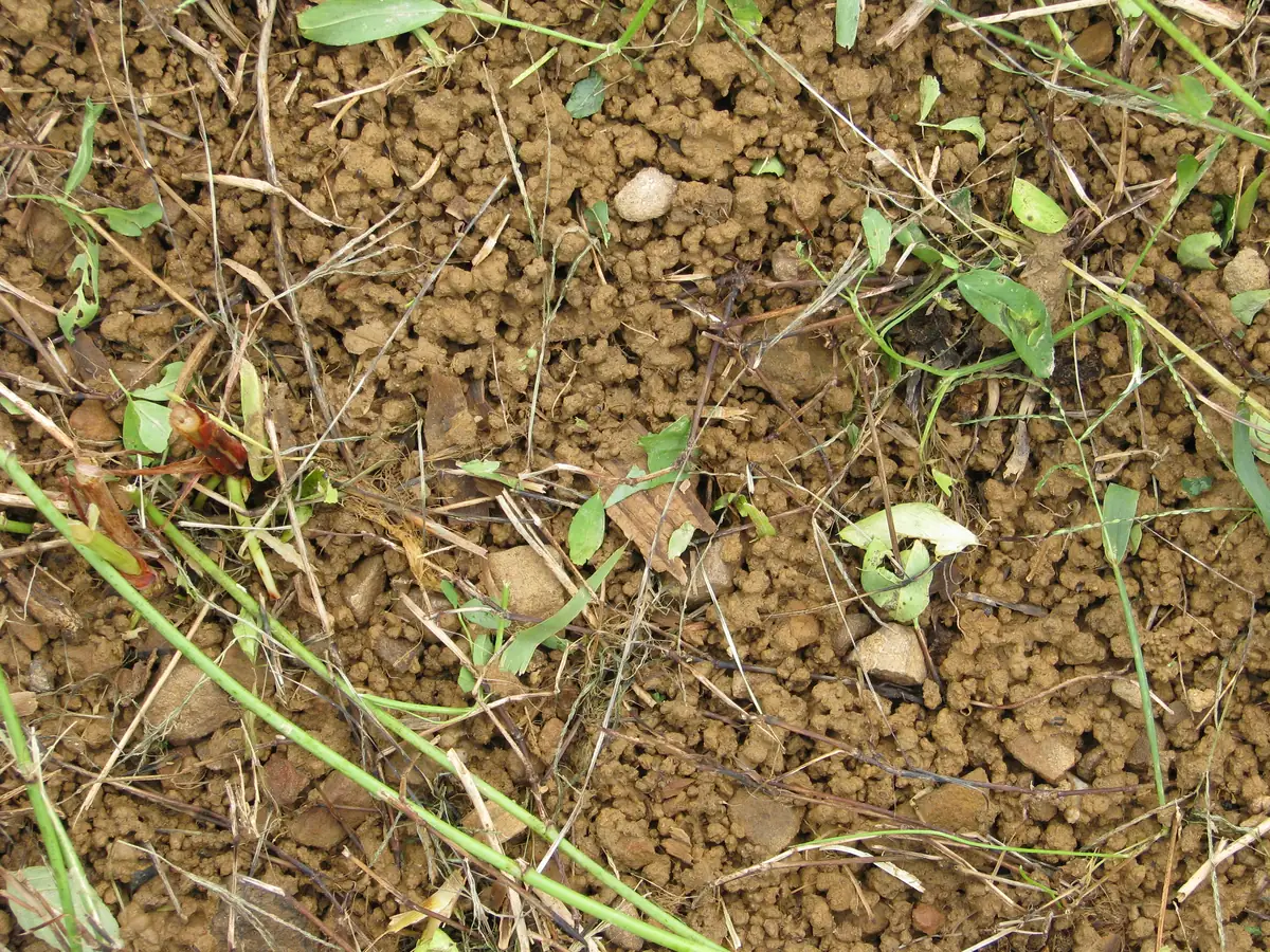 Soil structure close-up