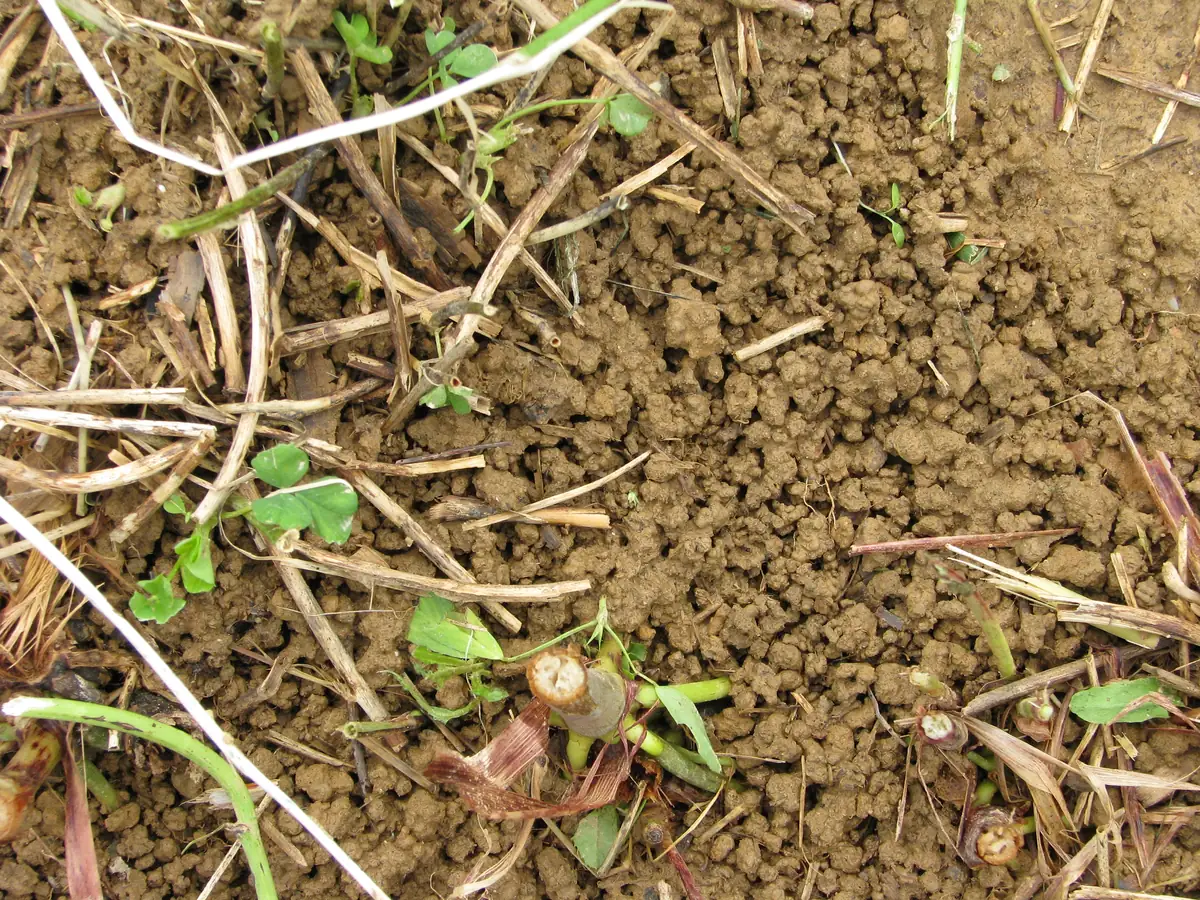 Soil structure close-up