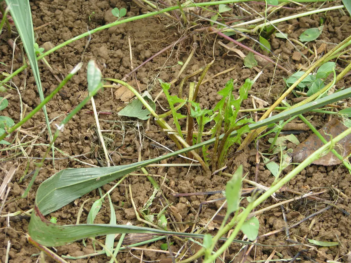 Close-up of crumbly, well-aggregated topsoil