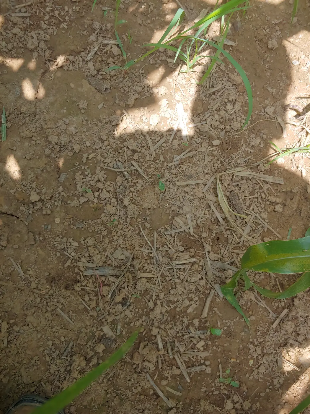 Soil surface · Pennsylvania 2019