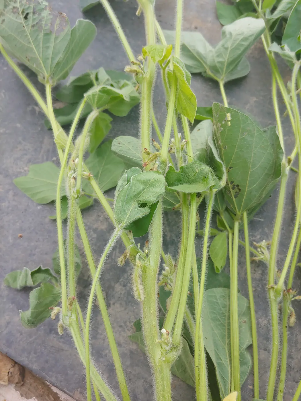 Soybean plants · Pennsylvania 2019