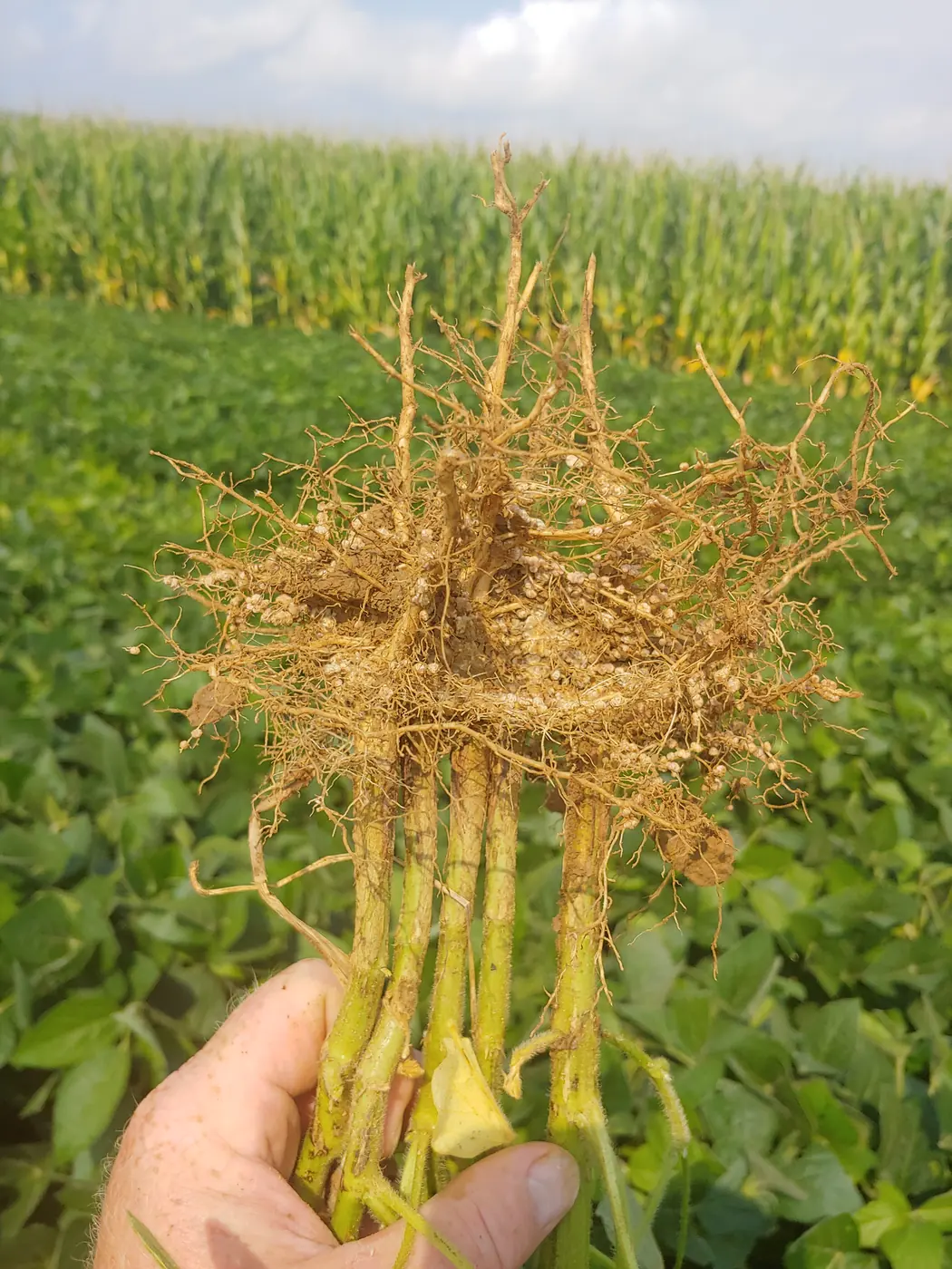 Handful of soybean plants with a large, healthy root system