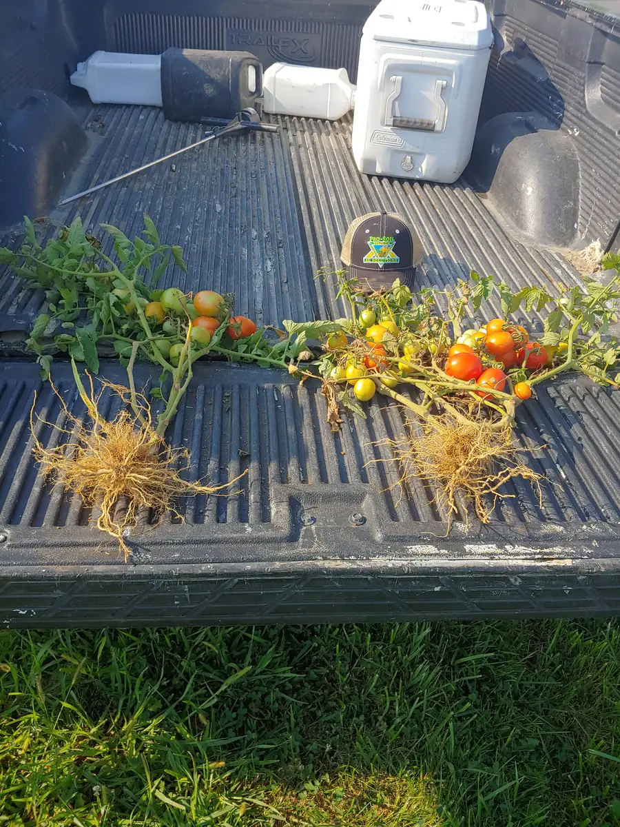 Tomato plant comparison · Pennsylvania 2019