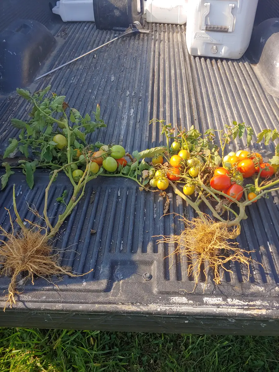 Tomato plant comparison · Pennsylvania 2019