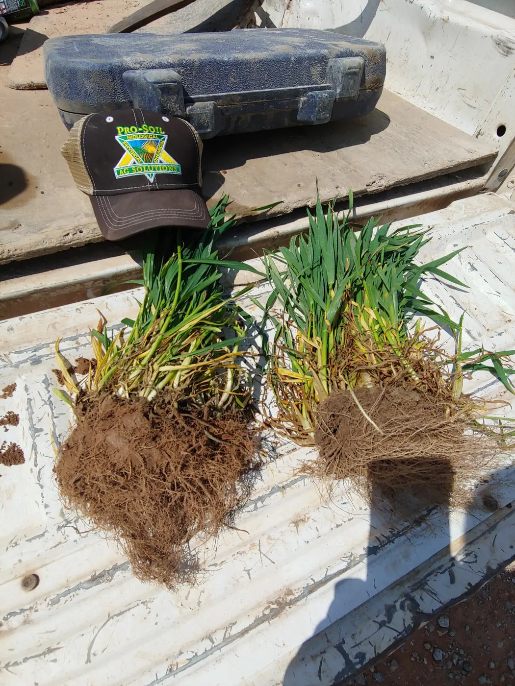 Triticale root comparison · Oklahoma 2019