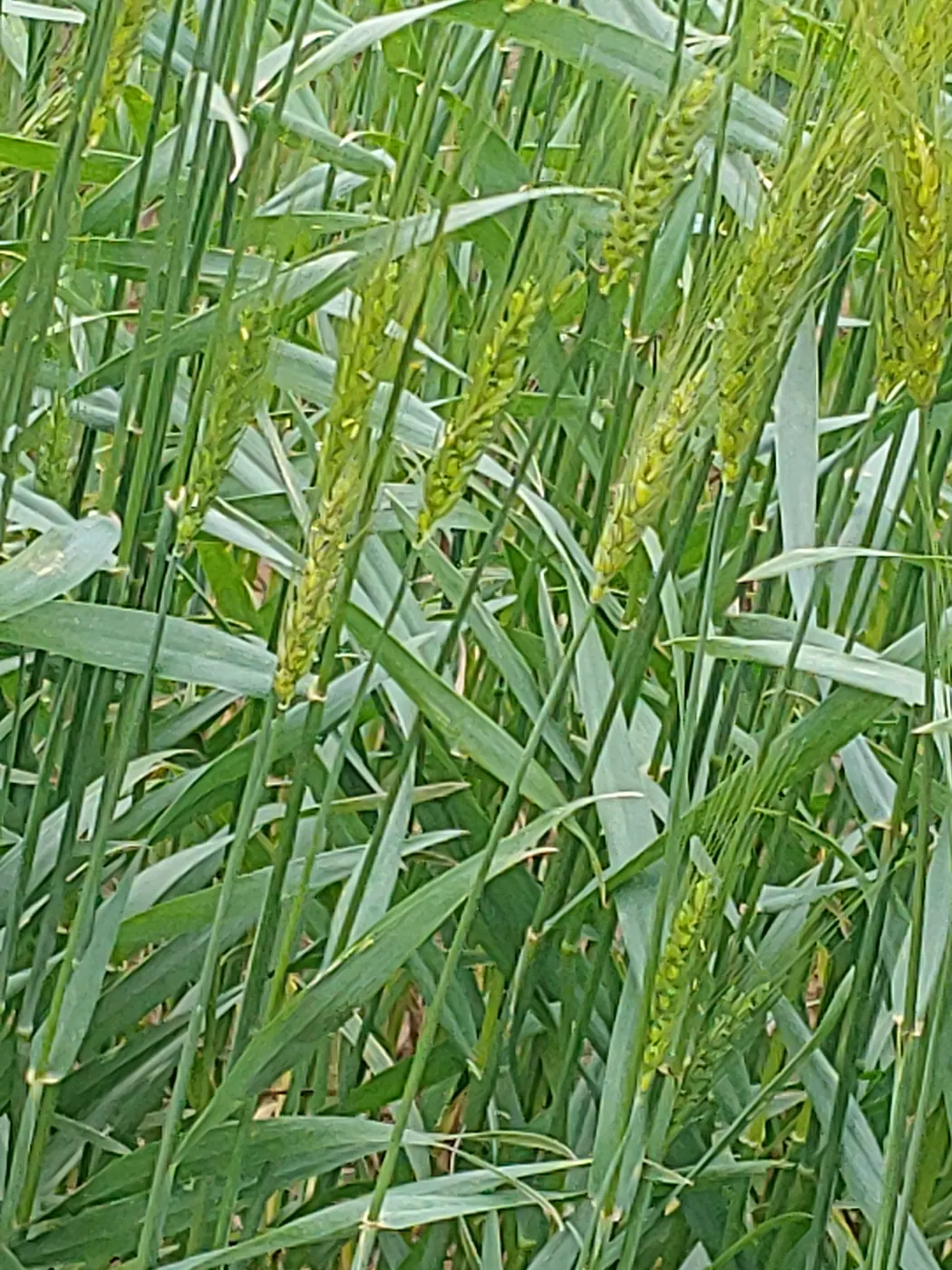 Pro-Soil treated wheat, Oklahoma 2019