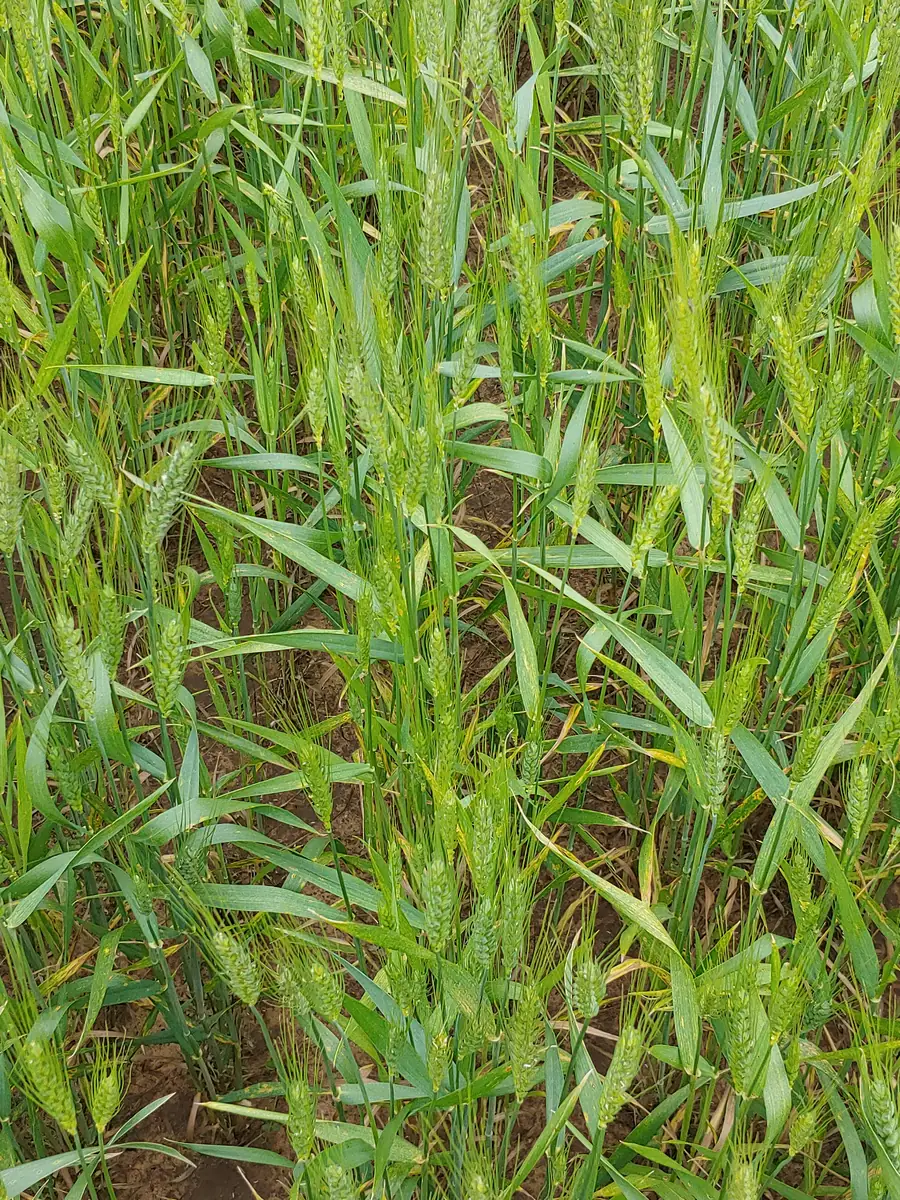 Untreated wheat, Oklahoma 2019